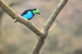 Paradise tanager