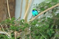 Paradise tanager Royalty Free Stock Photo
