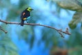 Paradise tanager