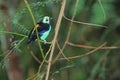 Paradise tanager Royalty Free Stock Photo