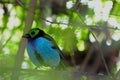 The Paradise tanager, Tangara chilensis