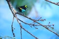 Paradise tanager Royalty Free Stock Photo