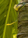 Paradise Tree Snake Royalty Free Stock Photo