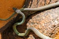 Paradise tree snake Chrysopelea paradisi