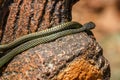 Paradise tree snake Chrysopelea paradisi