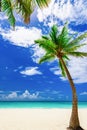 Paradise tropical beach palm the Caribbean Sea Royalty Free Stock Photo