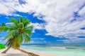 Paradise tropical beach palm the Caribbean Sea Royalty Free Stock Photo