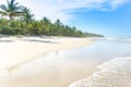 The paradise white sand beach palm trees