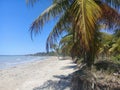 A paradisiac beach with a lot of coconut palm trees in MaceiÃÂ³ - Brazil