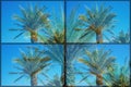 Paradisiac palms with pop art effect. Vintage stylized photo with light leaks. Summer palm trees over sky on beach Royalty Free Stock Photo