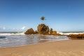 Paradisiacal beach in Brazil with a huge palm tree grown on a rock