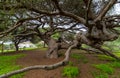 Parador de Mazagon Ancient Pine Tree Natural Monument Royalty Free Stock Photo