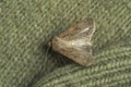 Paradrina clavipalpis moth on color knitted sweater