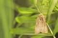 Paradrina clavipalpis moth on green leaf outdoors, space for text