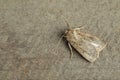 Paradrina clavipalpis moth on grey background. Space for text