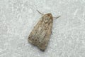 Paradrina clavipalpis moth on light grey textured background, top view