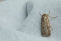 Paradrina clavipalpis moth with pale mottled wings on white cloth, space for text