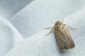 Paradrina clavipalpis moth with pale mottled wings on white cloth