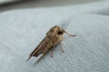 Paradrina clavipalpis moth with pale mottled wings on white cloth, closeup