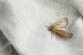 Paradrina clavipalpis moth on white cloth, space for text