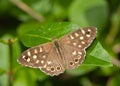 Parage aegeria spotted wood butterfly on privit Royalty Free Stock Photo