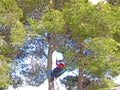 Paraglider being rescued from a tree