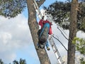 Paraglider being rescued from a tree