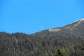 Paraglider under Alps. Clear sky and green spruce forest.