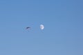 Paragliding. Two paragliders on the background of the moon in the blue sky Royalty Free Stock Photo