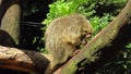 Paraguaian hairy dwarf porcupine