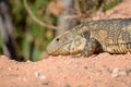 Paraguay caiman lizard Dracaena paraguayensis at the Transpantaneira, Pantanal, the world largest wetland, Mato Grosso, Brazil