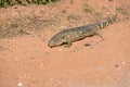 Paraguay caiman lizard Dracaena paraguayensis at the Transpantaneira, Pantanal, the world largest wetland, Mato Grosso, Brazil,