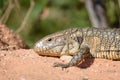 Paraguay caiman lizard Dracaena paraguayensis at the Transpantaneira, Pantanal, the world largest wetland, Mato Grosso, Brazil