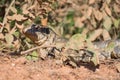 Paraguay caiman lizard Dracaena paraguayensis at the Transpantaneira, Pantanal, the world largest wetland, Mato Grosso, Brazil,