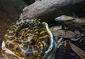 Paraguayan anaconda in a terrarium at the Kiev zoo Royalty Free Stock Photo