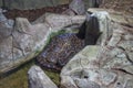 Paraguayan anaconda in a terrarium at the Kiev zoo Royalty Free Stock Photo