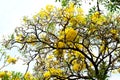 Paraguayan Silver Trumpet Tree, Silver Trumpet Tree, Tree of Gold Royalty Free Stock Photo