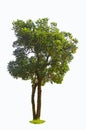 Paraguayan silver trumpet tree on white background Royalty Free Stock Photo