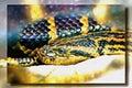 Paraguayan south anaconda. Imitation of a picture. Oil paint. Rendring