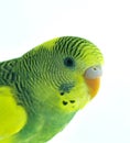 Parakeet