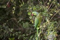 Rose-ringed parakeet parrot male swinging, eating on tamrind tree in Djibouti East Africa Royalty Free Stock Photo