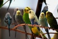 Parakeet Royalty Free Stock Photo