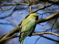 Parakeet on the tree in Richmond park, London Royalty Free Stock Photo