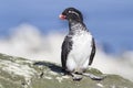 Parakeet auklet that sits on a rock on a sunny