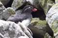 PARAKEET AUKLET sitting among the rocks in the colony of seabird