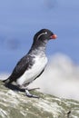 Parakeet auklet walking along the rocks in a colony of seabirds