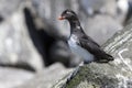 parakeet auklet which sits on a cliff near the colony summer