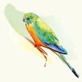 Parakeet Bird With Colorful Feathers