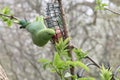 Parakeet on a bird feeder Royalty Free Stock Photo