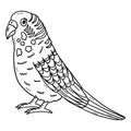 Parakeet Bird Isolated Coloring Page for Kids